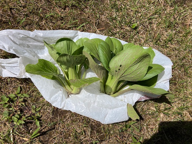 Cooking What You Grow | My Favorite Bok Choy Recipe