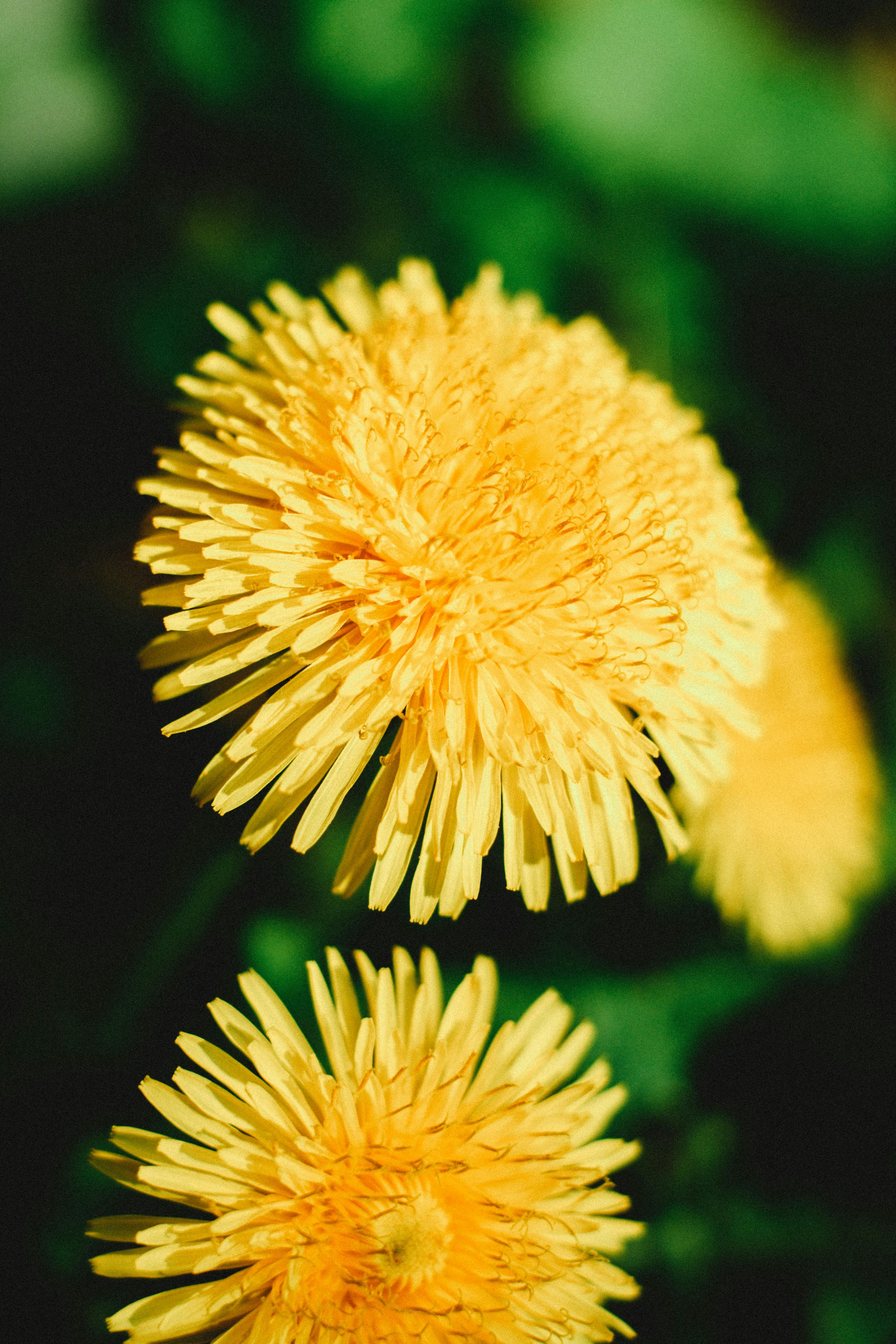 Dandelion Delight: 5 Reasons Why Dandelions are a Super Plant!