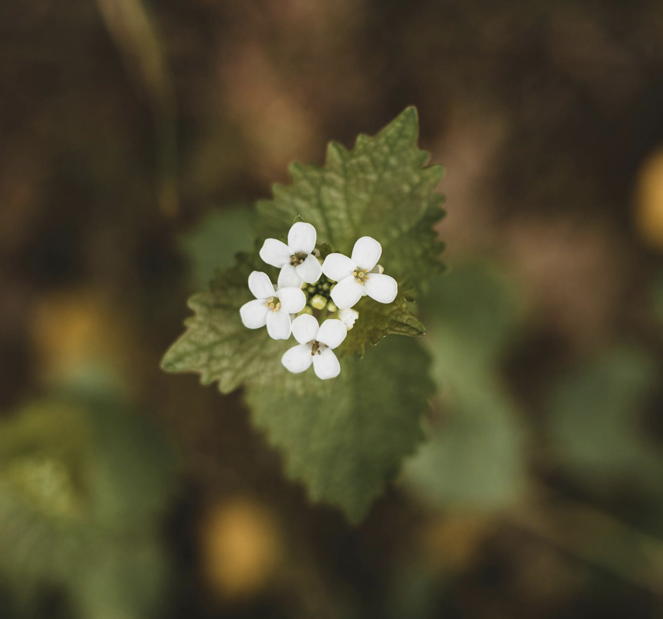 How To Identify And Reduce The Spread Of Invasive Plants In the Upper Peninsula Of Michigan