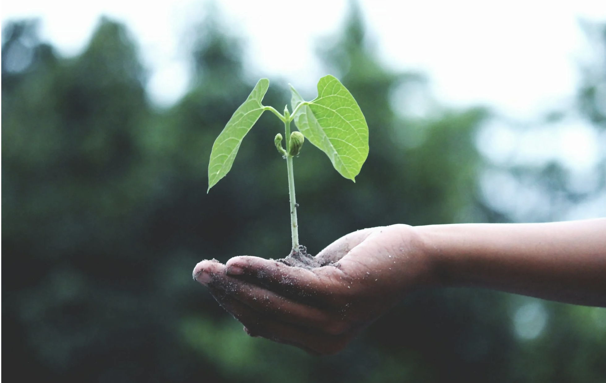 How to Save Seeds from Your Garden Vegetables for Next Season